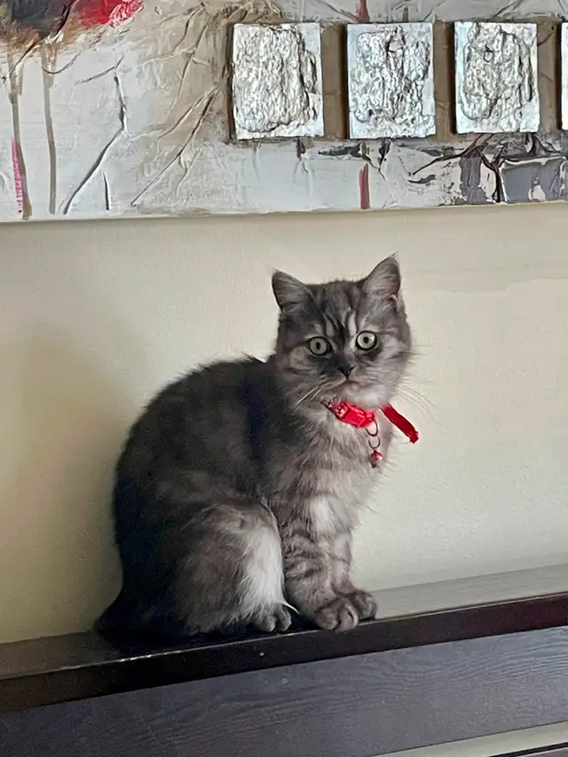 Beautiful British shorthair 8 months old female in Cats & Kittens for Rehoming in City of Montréal - Image 7