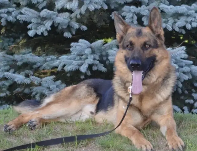 Purebred German Shepherd Puppies CKC Reg’d in Dogs & Puppies for Rehoming in Markham / York Region - Image 7