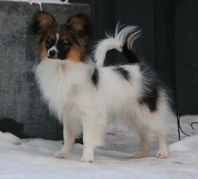 CKC Registered Papillon Puppy in Dogs & Puppies for Rehoming in Edmonton - Image 3