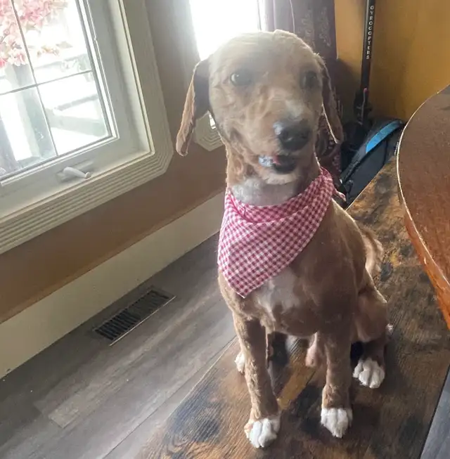 1-Year-Old Male & Female Toy Poodles  in Dogs & Puppies for Rehoming in Fort McMurray - Image 2