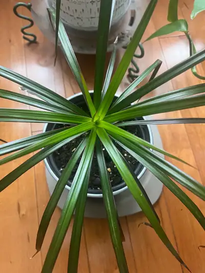 I'm downsizing my houseplant collection and offering a variety of plants, including pothos, dragon t...