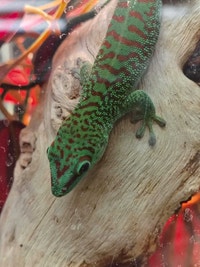 giant Madagascar day gecko Kawartha Lakes Peterborough Area Preview