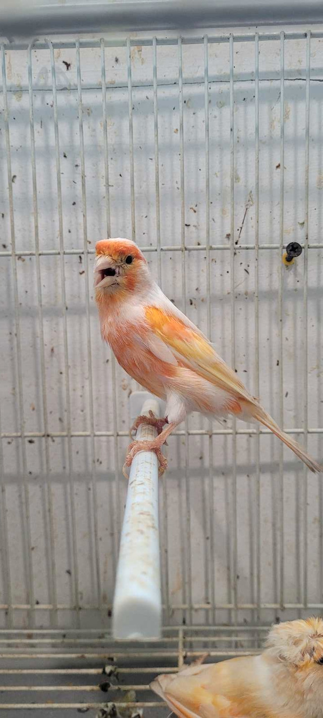 canari mosaïque  dans Oiseaux à adopter  à Laval/Rive Nord - Image 2