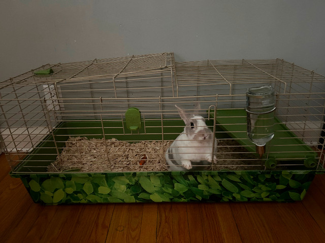 Rabbit with cage & supplies in Small Animals for Rehoming in Winnipeg - Image 2