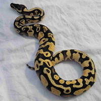 Ball python for sale! 