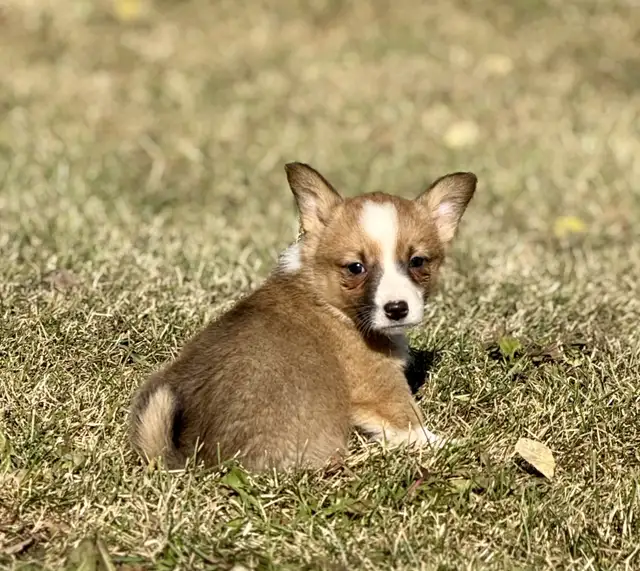 Pembroke welsh Corgi in Dogs & Puppies for Rehoming in Delta/Surrey/Langley - Image 9