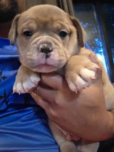 old English bulldog puppies, View more