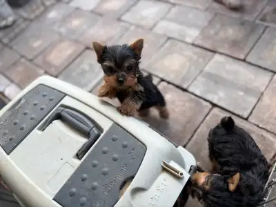 7/8 Yorkie puppy , View more