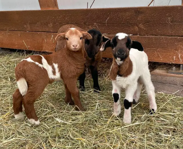 2 hair sheep ram lambs breeding stock in Livestock in Smithers - Image 7