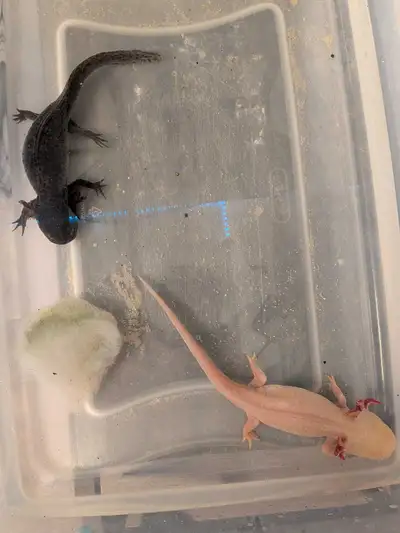 These two female axolotl are looking for a new forever home the wild type is a GFP axolotl and the w...