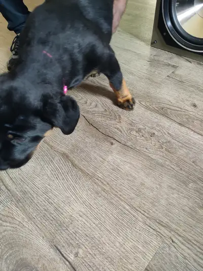 Rottweiler puppy female, View more