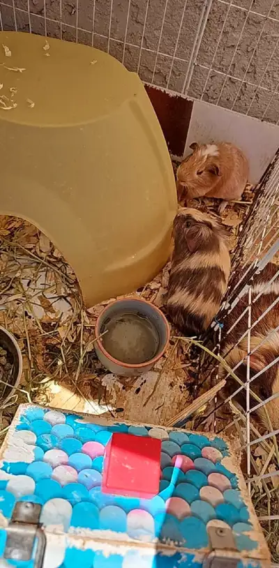 Free Guinea Pigs, View more