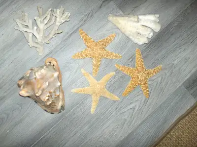 Sea Shell Collection For Display. As seen for $45 for all or $15 and up, each. No interest in less.