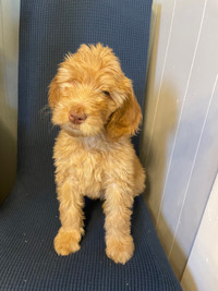 Golden doodle puppies, ready to go! Updated photos