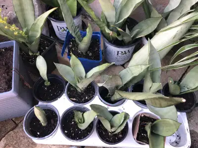 Moonshine Snake Plant, View more