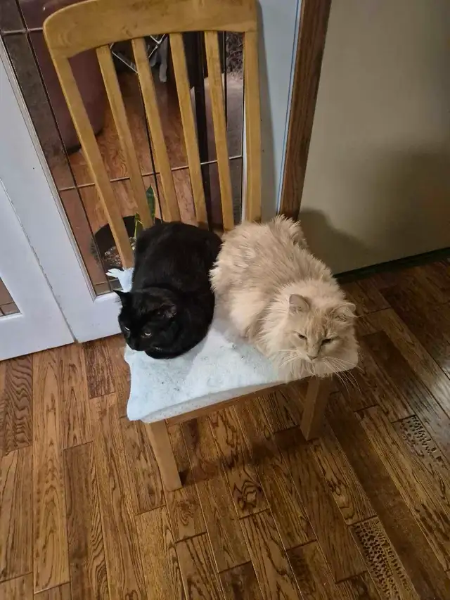Looking for Roomate(s)! in Friendship & Networking in Winnipeg - Image 6