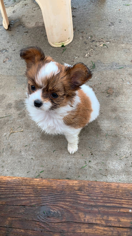Papillon Puppy for Sale in Dogs & Puppies for Rehoming in Penticton - Image 3