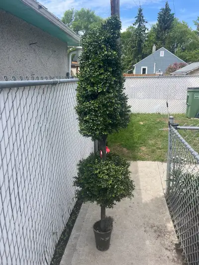 Enhance your living space with this beautiful pre-owned artificial topiary tree, featuring a classic...