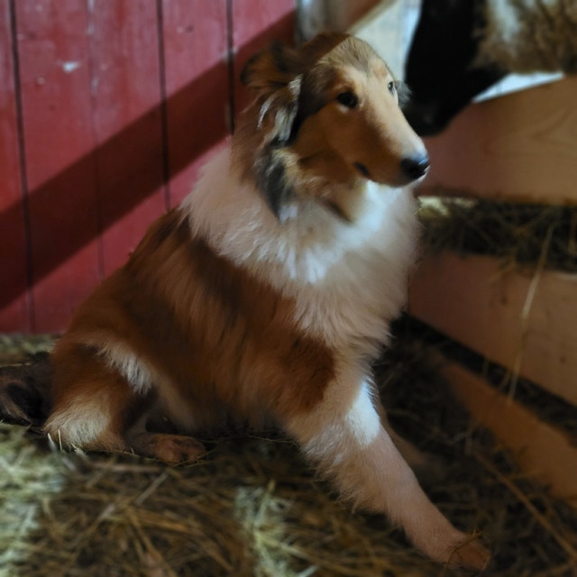 Purebred Rough Collies Dogs & Puppies for Rehoming Ottawa Kijiji