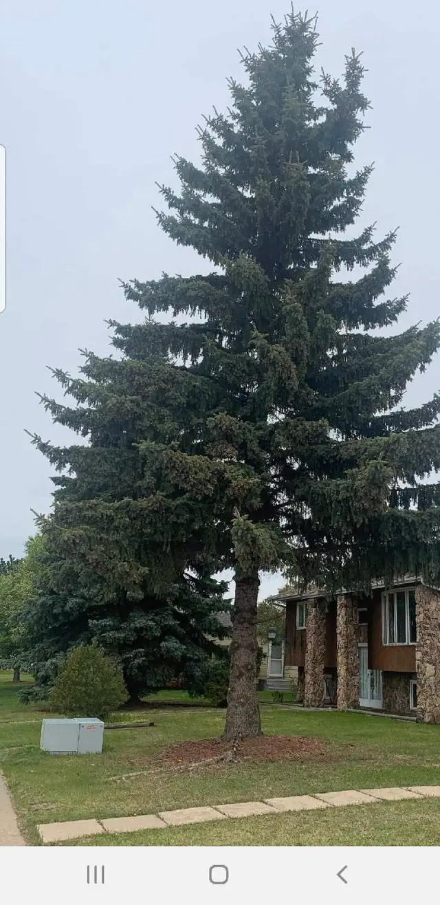 Tree cutting bin Rental call Bob 780 884 7800 62865710290817129