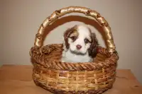 Beautiful Cocker Spaniel puppies available now