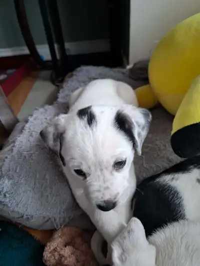 I have nine puppies their husky, Dalmatian and boxer looking forever homes of the nine. two were mal...