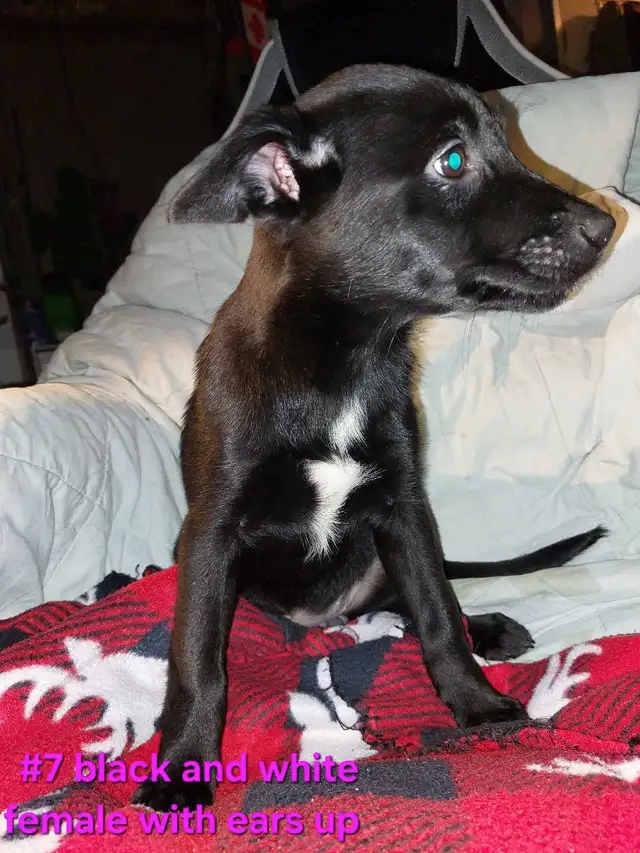puppies looking for their forever homes! READY TO GO HOME!!! in Dogs & Puppies for Rehoming in Hamilton - Image 4
