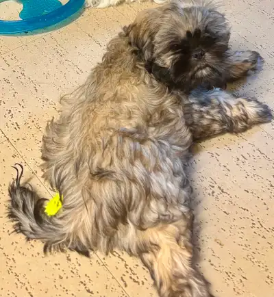 Shih Tzu Puppy Wants Furever Home, View more
