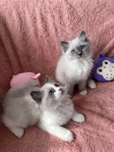 Purebred Ragdoll Kittens Ready for Adoption, View more