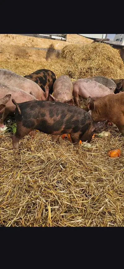 Feeder Pigs, View more