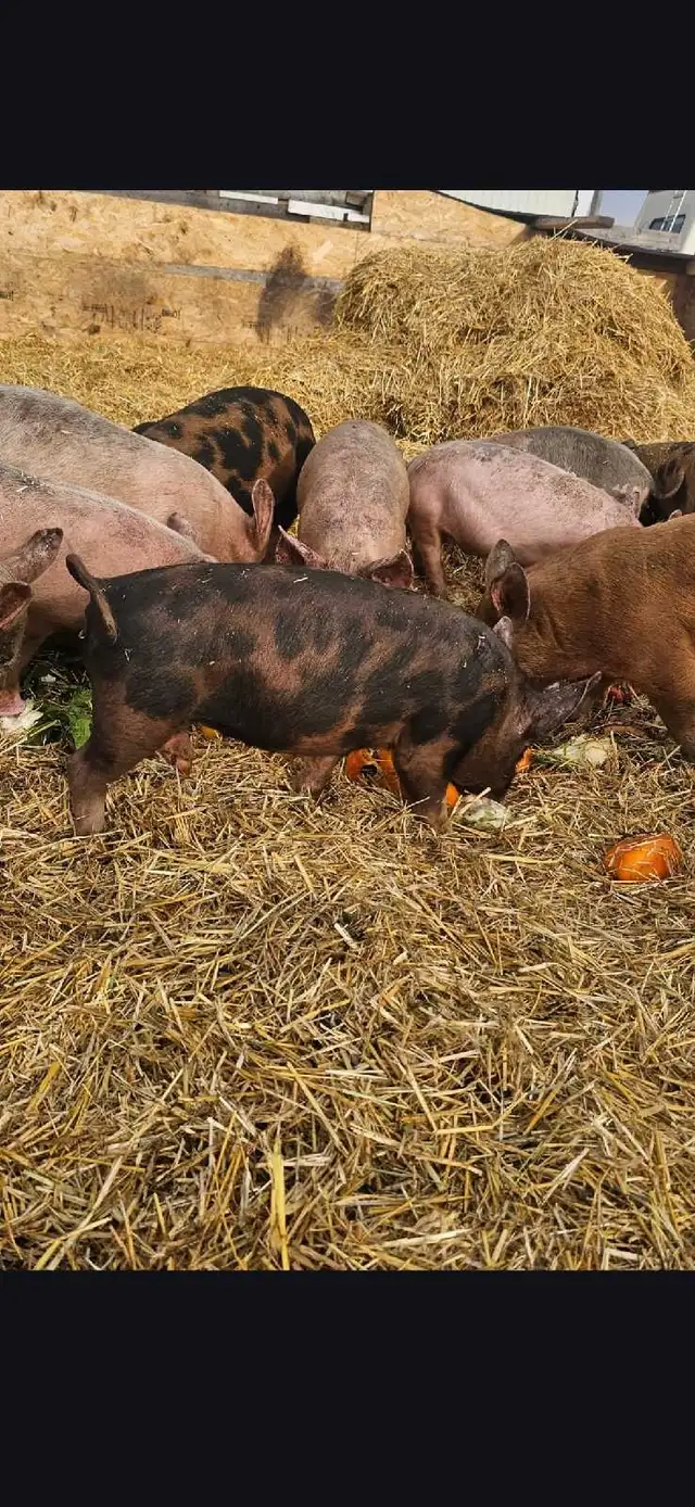 Feeder Pigs in Livestock in Calgary - Image 2