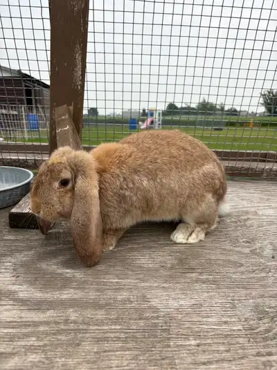 French lop rabbits, View more
