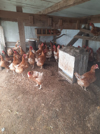 Backyard Laying Hens for Sale