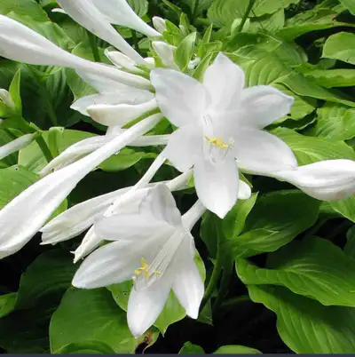 Perennial sale: huge plantain lily, August Lily