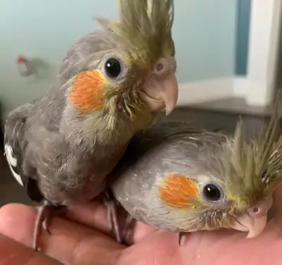 I’m selling a 4-month-old baby cockatiel that has been hand-fed and hand-raised. It’s very friendly,...