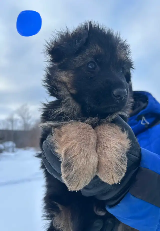 Chiots bergers allemands in Dogs & Puppies for Rehoming in Québec City - Image 4