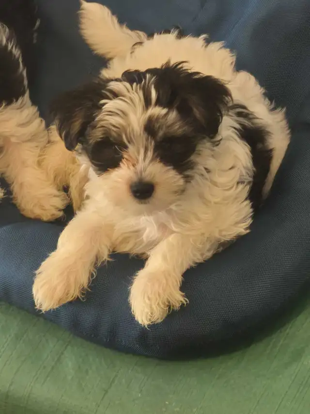 YORKIE PUPPIES FOR SALE in Dogs & Puppies for Rehoming in City of Toronto - Image 5