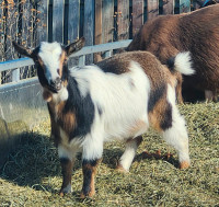 Registered Nigerian Dwarf yearling Does