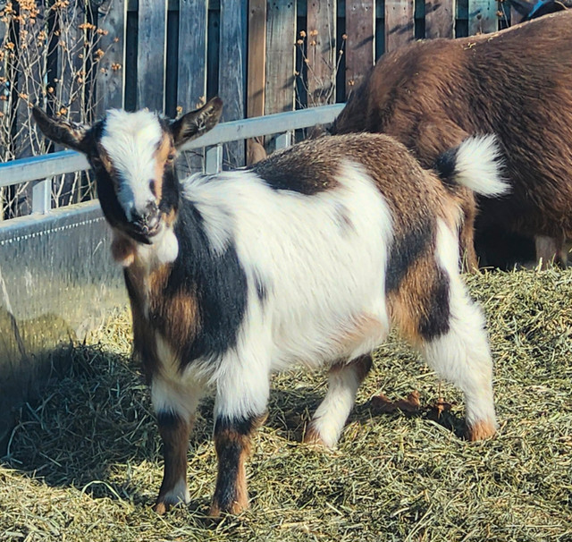 Registered Nigerian Dwarf yearling Does in Livestock in Sarnia