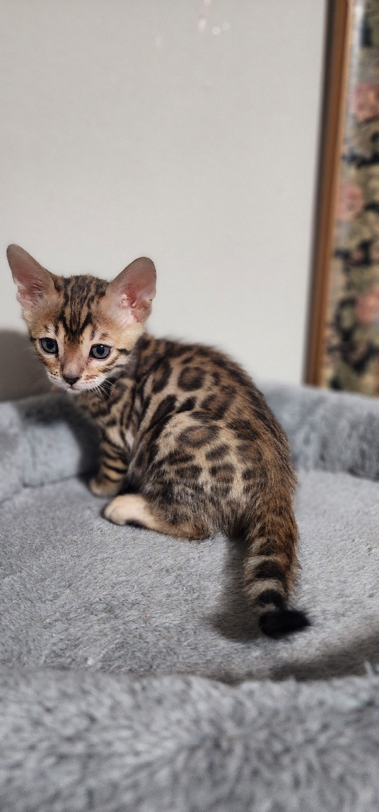 F4 bengal cubs now ready to go | Cats & Kittens for Rehoming | London ...