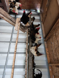 Free-Range Organic Desi Roosters (including silkie mix)