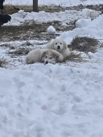 Pyrenees x maremma puppies, View more