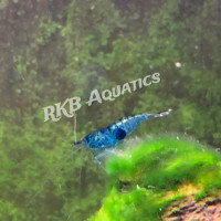 Freshwater Shrimp “Blue Velvet " Neocaridina