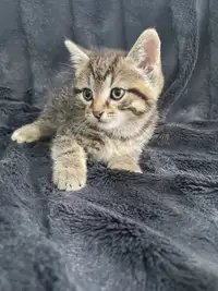 Adorable Kitten 