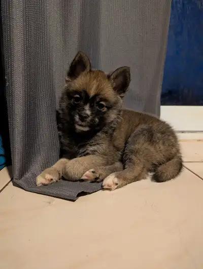 Ready pomsky puppies, View more