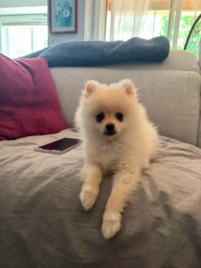 Pomeranian Puppy, Male, 3 months old., View more