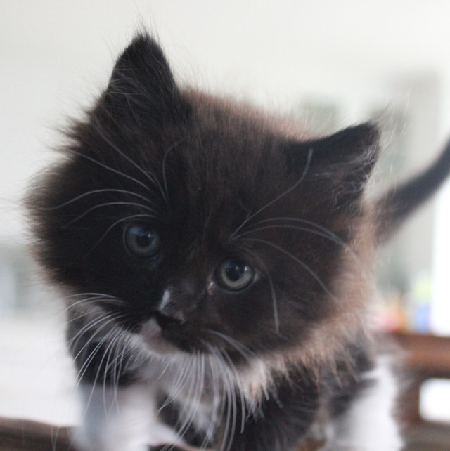 Maine Coon Kittens for Sale in Cats & Kittens for Rehoming in Belleville - Image 4