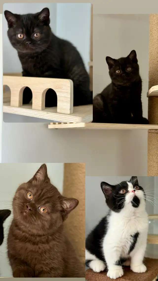 British shorthair TICA  Purebred  kittens in Cats & Kittens for Rehoming in Oakville / Halton Region - Image 6
