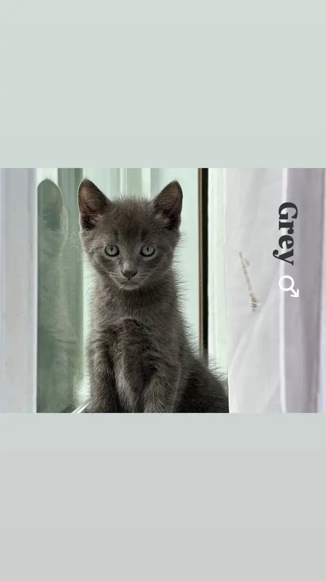 Kitten’s for sale in Cats & Kittens for Rehoming in Laval / North Shore - Image 5