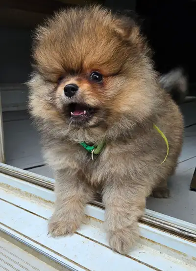 We are delighted to announce the availability of a stunning pure pomeranian puppies. We have boy and...